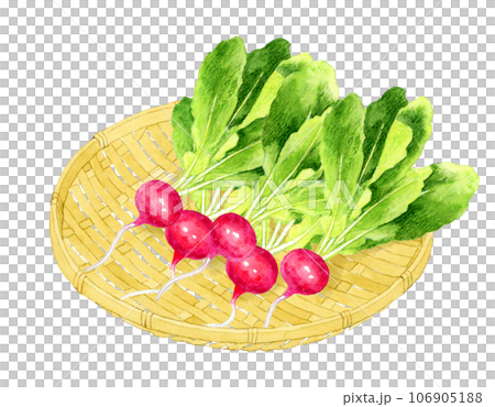 竹ざるに乗ったラディッシュ　野菜の手描き水彩イラスト素材 106905188