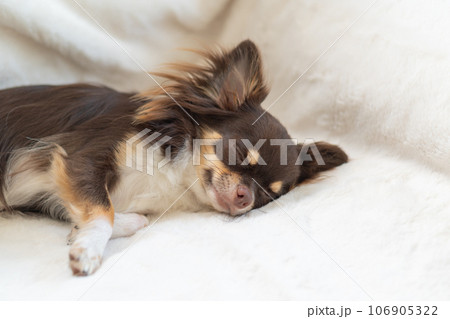 幸せそうに眠るチワワ 106905322