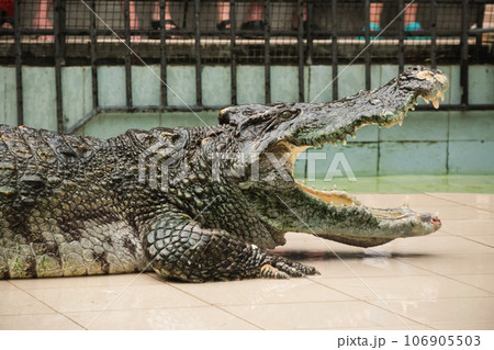 Crocodile show in Phuket zoo 106905503