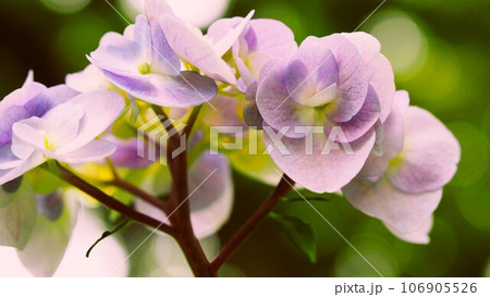 あじさい園にて淡い紫色と白のぼかしのお花 あじさい園にて淡い紫色と白のぼかしのお花 106905526