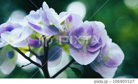 あじさい園にて淡い水色と白のぼかしのお花 あじさい園にて淡い水色と白のぼかしのお花 106905527