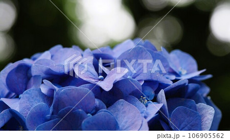 あじさい園にてブルーのお花 あじさい園にてブルーのお花 106905562
