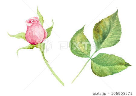 Watercolor illustration of roses hand drawn.For the design of cards, invitations,advertising 106905573