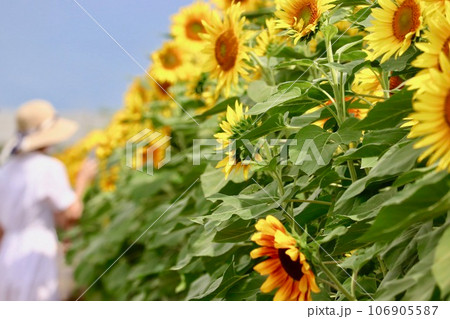 夏の花のある風景 106905587