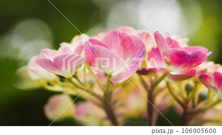 あじさい園にて淡いピンク色と白のぼかしのお花 あじさい園にて淡いピンク色と白のぼかしのお花 106905600