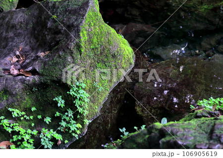苔むした岩　 106905619