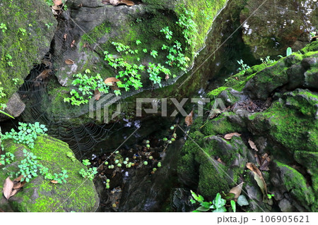 苔むした岩 苔むした岩 106905621