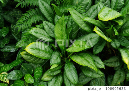 南米の植物の葉 106905628