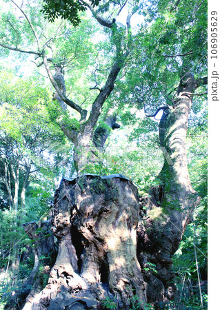 来宮神社の大楠 106905629