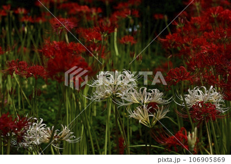 幸手市権現堂堤に咲くヒガンバナ 106905869