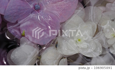 あじさい園にて小さな手手水に浮かべられた紫陽花の花 あじさい園にて小さな手手水に浮かべられた紫陽花の花 106905891