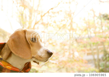 マフラーしたビーグル犬 マフラーしたビーグル犬 106905965