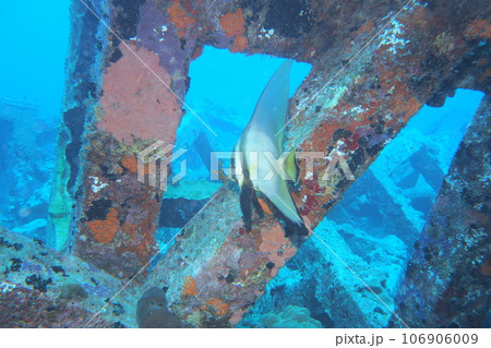 アカククリと魚礁 水中写真 沖縄の海 座間味島 アカククリと魚礁 水中写真 沖縄の海 座間味島 106906009
