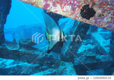アカククリと魚礁 水中写真 沖縄の海 座間味島 アカククリと魚礁 水中写真 沖縄の海 座間味島 106906010