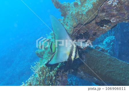 アカククリと魚礁 水中写真 沖縄の海 座間味島 アカククリと魚礁 水中写真 沖縄の海 座間味島 106906011