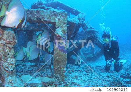 アカククリとダイバー 水中写真 沖縄の海 座間味島 アカククリとダイバー 水中写真 沖縄の海 座間味島 106906012