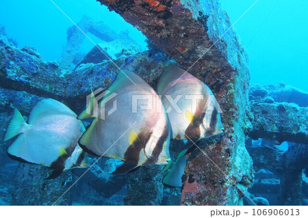 アカククリと魚礁 水中写真 沖縄の海 座間味島 アカククリと魚礁 水中写真 沖縄の海 座間味島 106906013