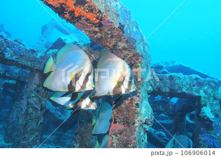 アカククリと魚礁 水中写真 沖縄の海 座間味島 アカククリと魚礁 水中写真 沖縄の海 座間味島 106906014