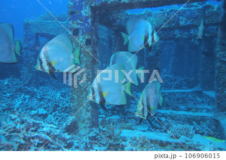 アカククリと魚礁 水中写真 沖縄の海 座間味島 アカククリと魚礁 水中写真 沖縄の海 座間味島 106906015