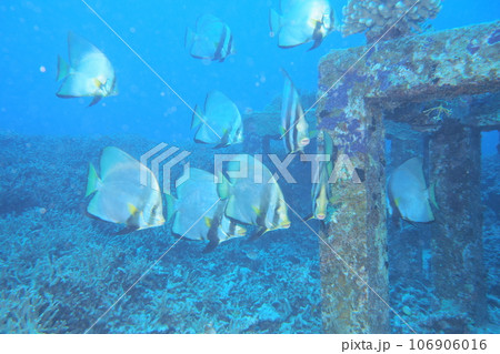 アカククリ群れと魚礁 水中写真 沖縄の海 座間味島 アカククリ群れと魚礁 水中写真 沖縄の海 座間味島 106906016