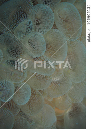 ミズタマサンゴ バブルコーラル サンゴ 水中写真 ミズタマサンゴ バブルコーラル サンゴ 水中写真 106906134