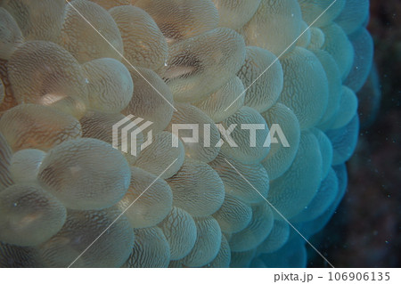 ミズタマサンゴ　バブルコーラル　サンゴ　水中写真 106906135
