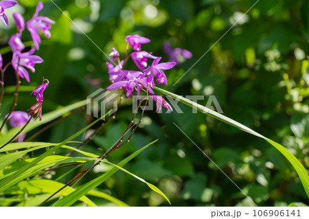 初夏の緑に鮮やかに咲く紫蘭の花 初夏の緑に鮮やかに咲く紫蘭の花 106906141