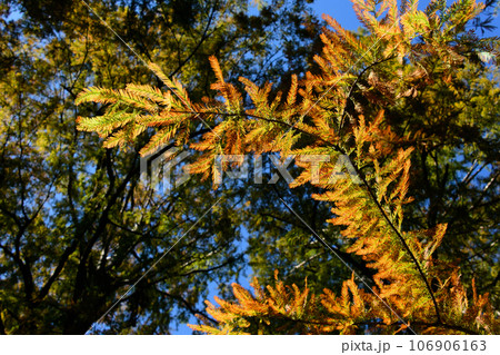 色鮮やかに紅葉したラクウショウの葉 色鮮やかに紅葉したラクウショウの葉 106906163