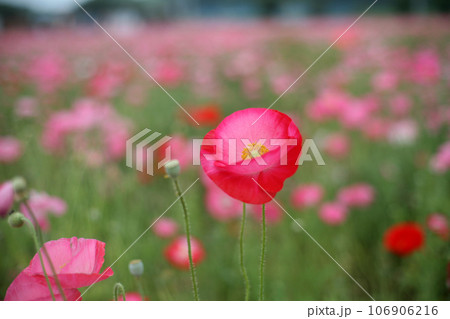 ポピー畑に咲くポピー 106906216