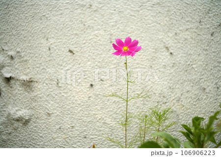 白い壁とコスモスの花 白い壁とコスモスの花 106906223