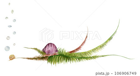 Hand drawn watercolor aquarium snail shell, algae and aquatic plants. Marine exotic underwater illustration. Isolated on white background. Design for shops, brochure, print, card, wall art, textile. Hand drawn watercolor aquarium snail shell, algae and aquatic plants. Marine exotic underwater illustration. Isolated on white background. Design for shops, brochure, print, card, wall art, textile. 106906749