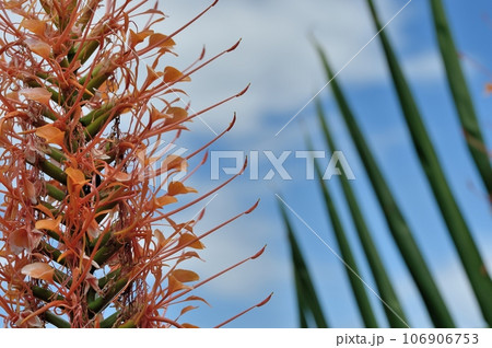 ニクイロシュクシャの花 ニクイロシュクシャの花 106906753