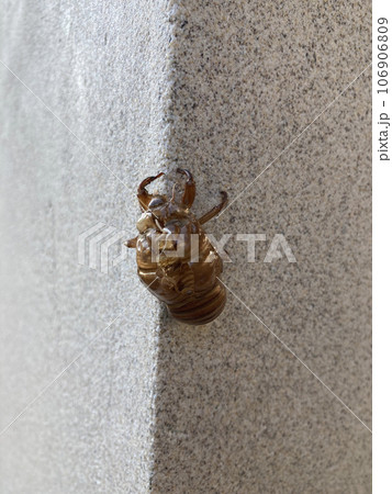 セミの抜け殻 106906809