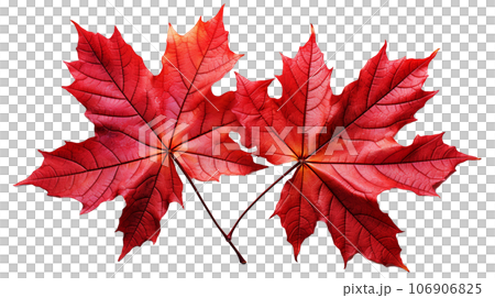楓葉，PNG（AI） 106906825