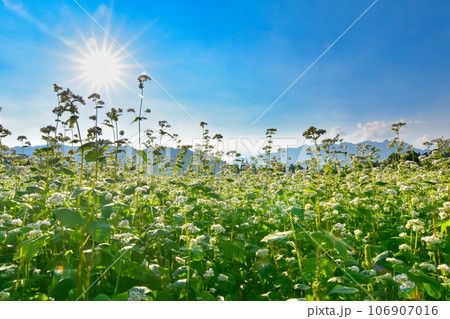 秋空と蕎麦の花 106907016