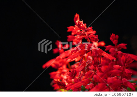 真っ赤なサルビアの花びらと黒い背景の素材 106907107