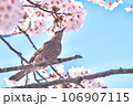桜の木にとまり空を見上げるヒヨドリ 桜の木にとまり空を見上げるヒヨドリ 106907115