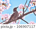 満開の桜の枝にとまるヒヨドリの横顔 満開の桜の枝にとまるヒヨドリの横顔 106907117