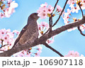 桜の花の蜜を吸うヒヨドリ 桜の花の蜜を吸うヒヨドリ 106907118