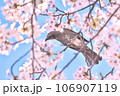 満開の桜の枝にぶら下がるヒヨドリ 満開の桜の枝にぶら下がるヒヨドリ 106907119
