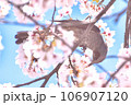 桜の花の蜜を吸おうとするヒヨドリ 桜の花の蜜を吸おうとするヒヨドリ 106907120
