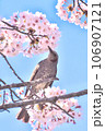 桜の枝にとまり空を見上げるヒヨドリ(縦構図) 桜の枝にとまり空を見上げるヒヨドリ(縦構図) 106907121