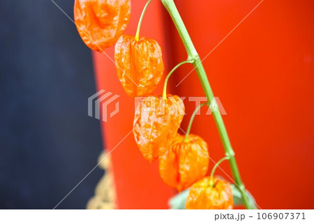 ほおずき市のほおずき 106907371