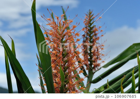 ニクイロシュクシャの花 ニクイロシュクシャの花 106907685