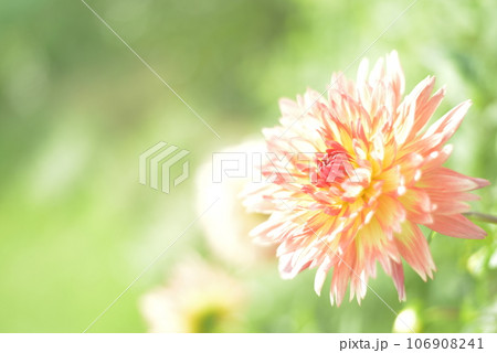 綺麗なダリア 綺麗なダリア 106908241