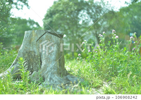 自然の切り株 自然の切り株 106908242