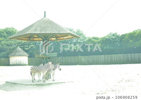 シマウマ シマウマ 106908259