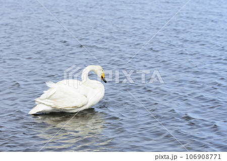 ウトナイ湖畔の白鳥 106908771