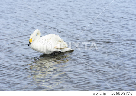 ウトナイ湖畔の白鳥 106908776
