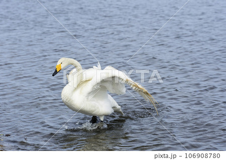 ウトナイ湖畔の白鳥 106908780